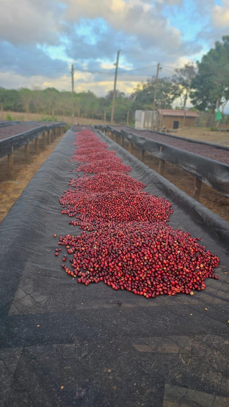 Nicaragua - Brisas del Mogoton - Geisha