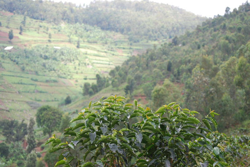 Rwanda - Kinini Village (Cooperative)