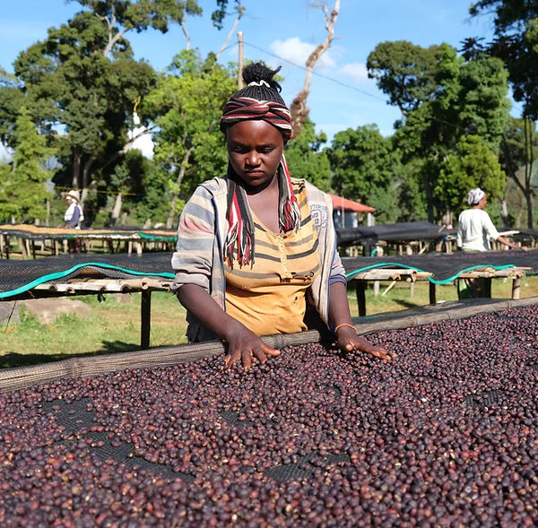 Ethiopia Natural Guji - ARDI