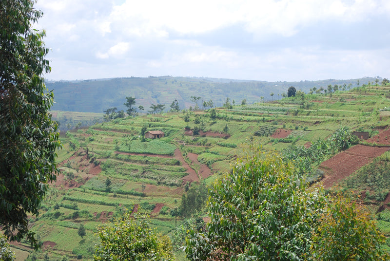 Rwanda - Kinini Village (Cooperative)