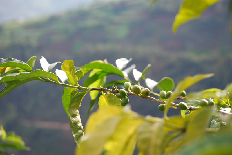 Rwanda - Kinini Village (Cooperative)