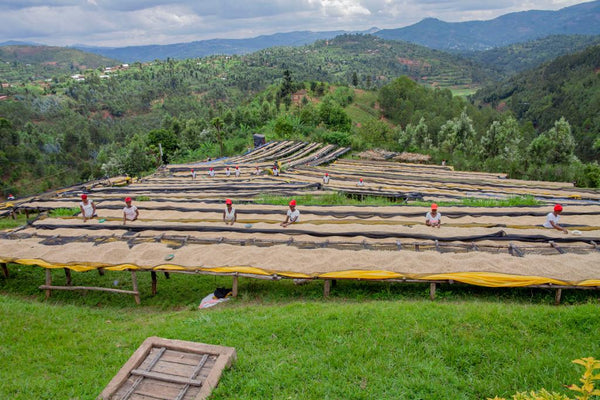 Rwanda - Ibisi Mountain 237