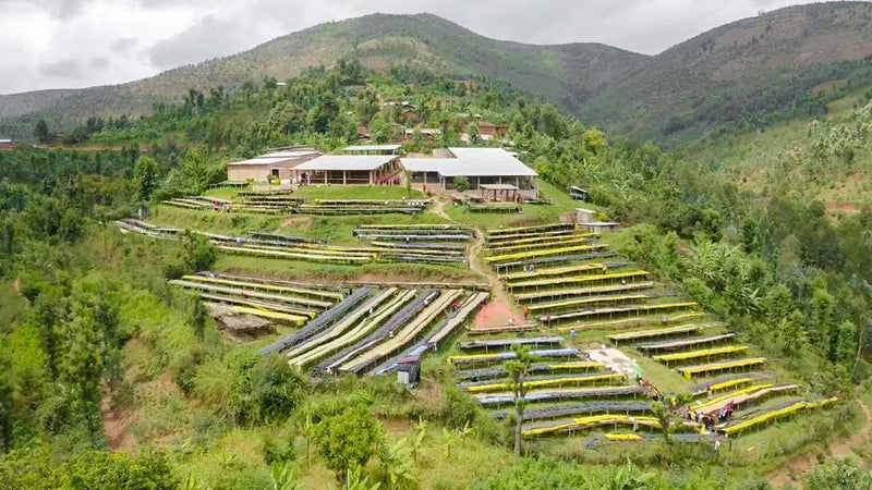 Rwanda - Ibisi Mountain 237