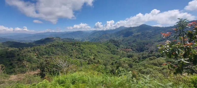 Sumatra Gayo Semi-Washed Organic