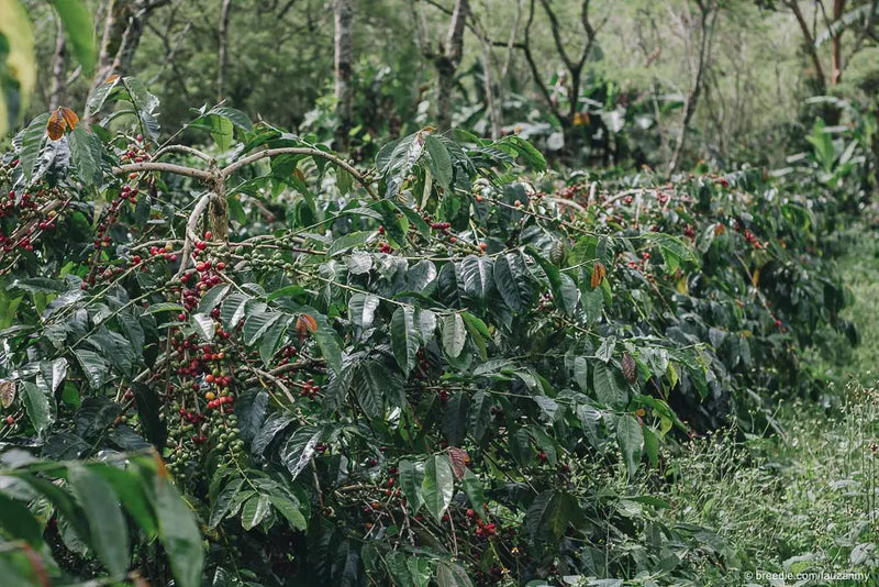 Sumatra Gayo Semi-Washed Organic