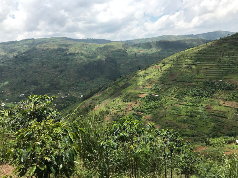 Rwanda - Kinini Village (Cooperative)