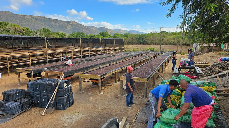 Nicaragua - Brisas del Mogoton - Geisha