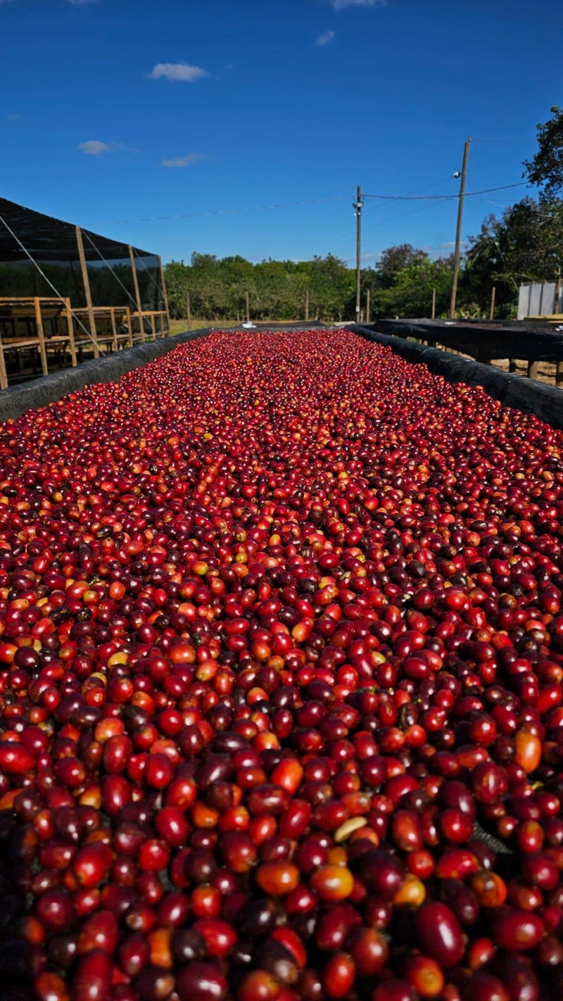 Nicaragua - Brisas del Mogoton - Geisha